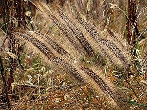 Fountain Grass (30980302392) .jpg