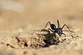 * Nomination: Ants, close-up view in front of an anthill - Menzel Bouzaien --Skander zarrad 21:21, 19 June 2024 (UTC) * Review  Comment Hard shot, but only the head in focus, is it enough ? --Sebring12Hrs 10:39, 23 June 2024 (UTC) unfortunately even at F16 or F22 the whole body would not have been clear, I decided to concentrate on his head. :) --Skander zarrad 06:46, 24 June 2024 (UTC)