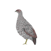 Djibouti Francolin