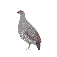 State Bird of Djibouti