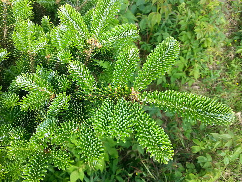 File:FraserFirFoliage.jpg