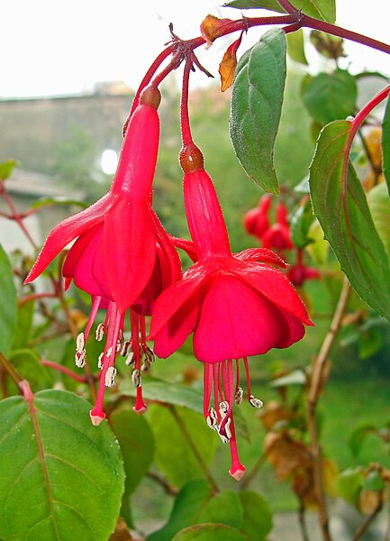 File:Fuchsia (fleurs).jpg