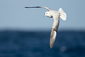 Southern fulmars breed in the IBA