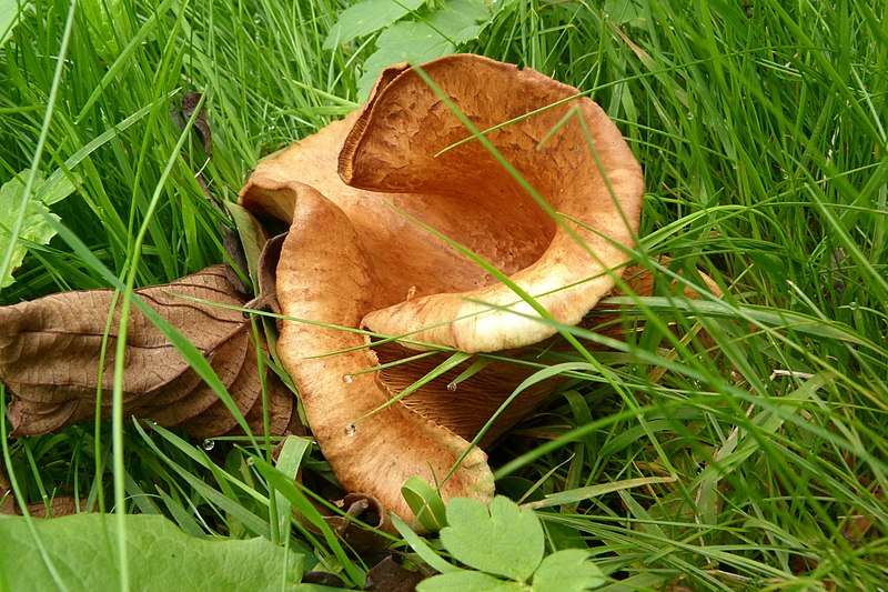 File:Fungi sp. (7914527884).jpg