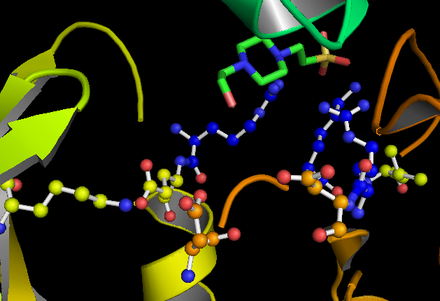The active site of GSK-3. The three residues in blue bind the priming phosphate on the substrate, as demonstrated by the ligand. Residues D181, D200, K85, and E97.