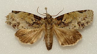 <i>Gadirtha inexacta</i> Species of moth
