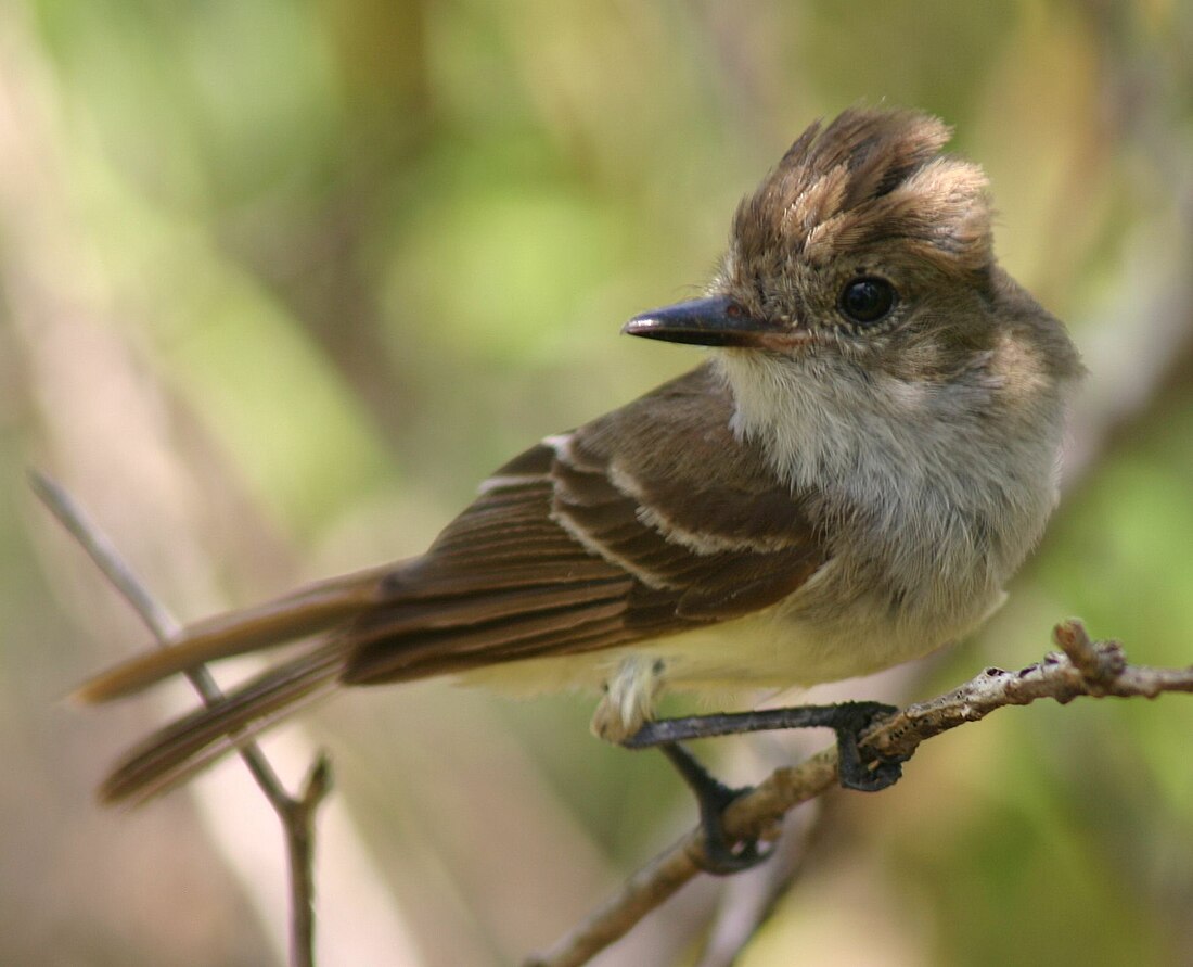 File:Galápagos flycatcher (Myiarchus magnirostris) male.jpg