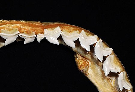 Galeocerdo cuvier upper teeth.jpg