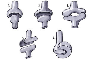 Anatomie Articulation