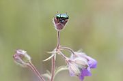 Flower buds and beetles