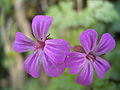 Geranium robertianum bloemen.jpg