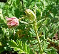 Geum triflorum