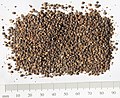 Girardinia diversifolia seeds, by Omar Hoftun.jpg