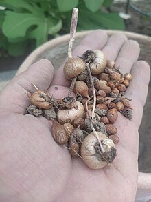 Wild Gladiolus Italicus Bulbs of Different Ages/Sizes (from Behbahan)