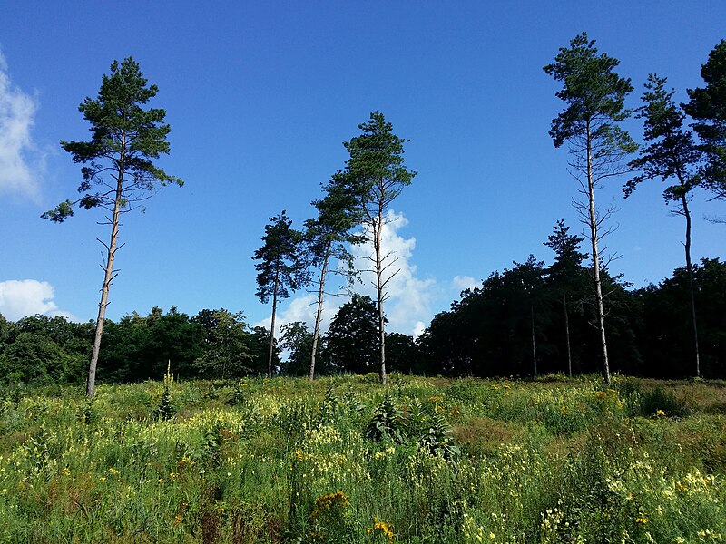 File:Glasweiner Wald nächst dem Schellenberg sl4.jpg