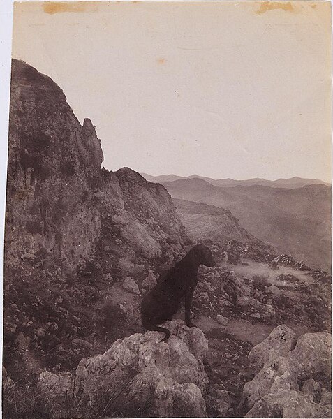 File:Gloeden, Wilhelm von (1856-1931) - n. 1688 bis recto - La cagna Nedda sul Monte Ziretto.jpg
