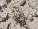 Glyptodontopelta ostoderm at "Warwick's Ankylosaur Hill", as originally found in 2003.jpg