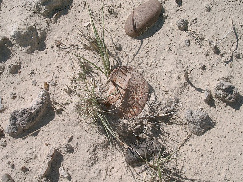 File:Glyptodontopelta ostoderm at "Warwick's Ankylosaur Hill", as originally found in 2003.jpg