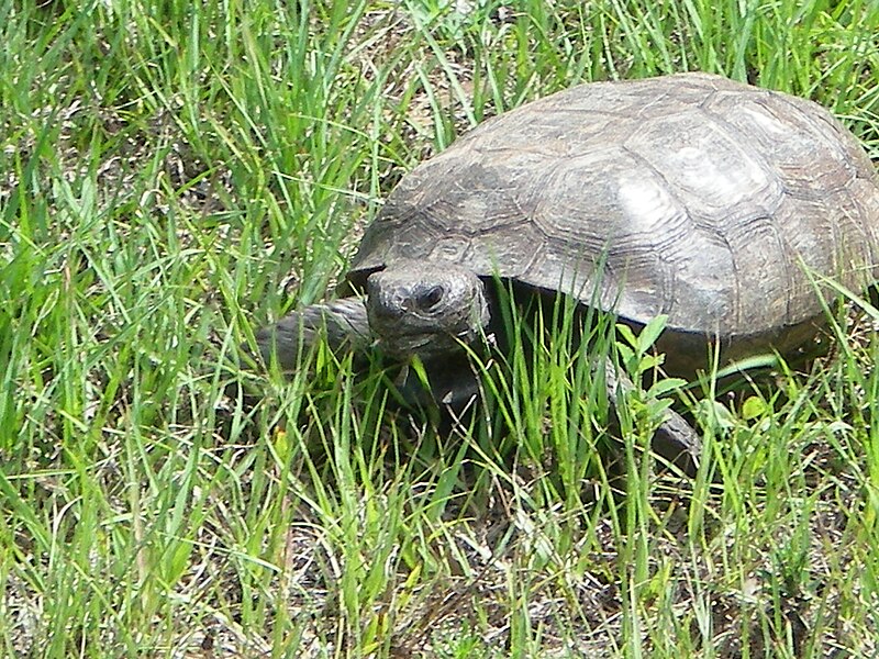 File:Gopher Tortoise.jpg