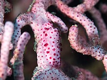 Gorgonian egg cowrie (Prosimnia piriei) (49257991831).jpg