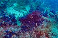 * Nomination Violescent sea-whips (Pinna nobilis), Cabo de Palos, Spain --Poco a poco 08:29, 11 June 2023 (UTC) * Promotion  Support Good quality. --Rjcastillo 02:48, 12 June 2023 (UTC)