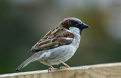 Gråspurv Passer domesticus Foto: Malene Thyssen www.mtfoto.dk