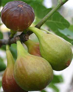 Grappe de figues 2.jpg