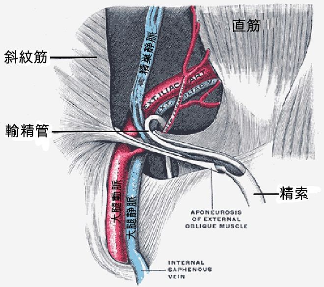 柔らかい骨の勃起不全