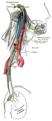 Schema der Glossopharynx-, Vagus- und akzessorischen Nerven