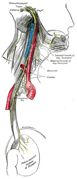 Course and distribution of the glossopharyngeal, vagus, and accessory nerves. Henry Vandyke Carter (1831–1897)