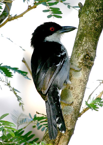 File:Great Antshrike - Male.jpg