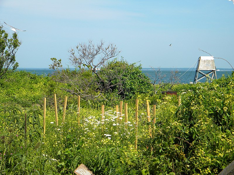 File:Great Gull Island, NY (5912654311).jpg