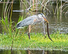 Birds like this great blue heron are among the snake's predators Great blue heron eating a snake (94623).jpg