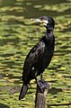 * Nomination Great cormorant at Tennōji Park in Osaka. --Laitche 22:33, 3 June 2017 (UTC) * Promotion Good quality! --Jkadavoor 02:51, 4 June 2017 (UTC)