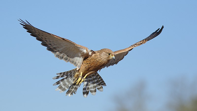File:Greater kestrel, Falco rupicoloides, at Dullstroom Bird of Prey & Rehabilitation Centre (captive, tame, flown). (48421807342).jpg