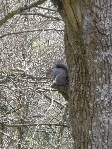 File:Grey Squirrel, at Stover Country Park - geograph.org.uk - 1254661.jpg