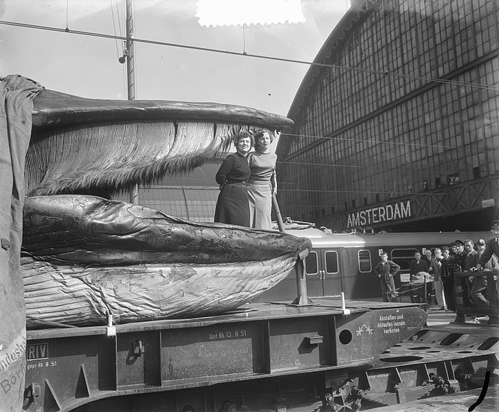 File:Grote walvis, gevangen voor de noordkust van Noorwegen, in Amsterdam. Dit twinti, Bestanddeelnr 905-3187.jpg