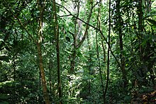 Jungle area near Group C at the Palenque archeological site