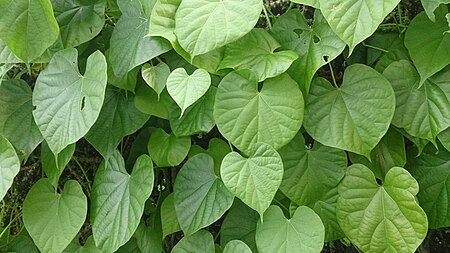 Tập_tin:Guduchi_(Tinospora_crispa).jpg