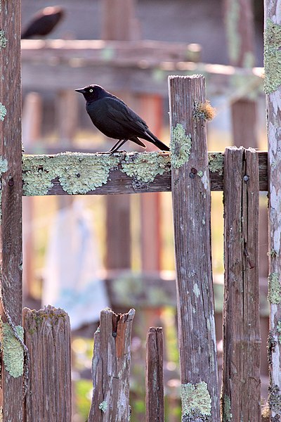 File:HFF Blackbird - Flickr - ~jar().jpg