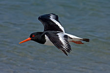 Haematopus ostralegus He2.jpg