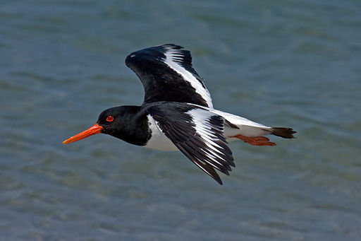 Haematopus ostralegus He2