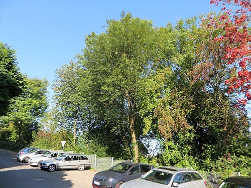 Geschützter Landschaftsbestandteil Weißdornhecke Rissestraße