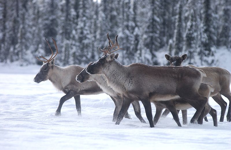 File:Harde de caribous en marche.jpg