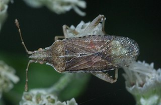 <i>Harmostes fraterculus</i> Species of true bug
