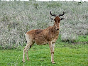 Hartebeest Nairobi National Park Kenya May19 R1600739.jpg