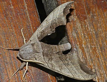 Hawkmoth (Polyptychoides grayii) (13981065642) .jpg