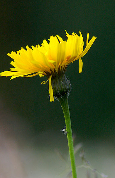 File:Hawkweed flower, Pentwyn Farm, Penallt.jpg