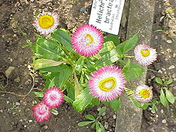 Helichrysum bracteatum6.jpg