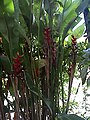 Heliconia caribaea (EG)